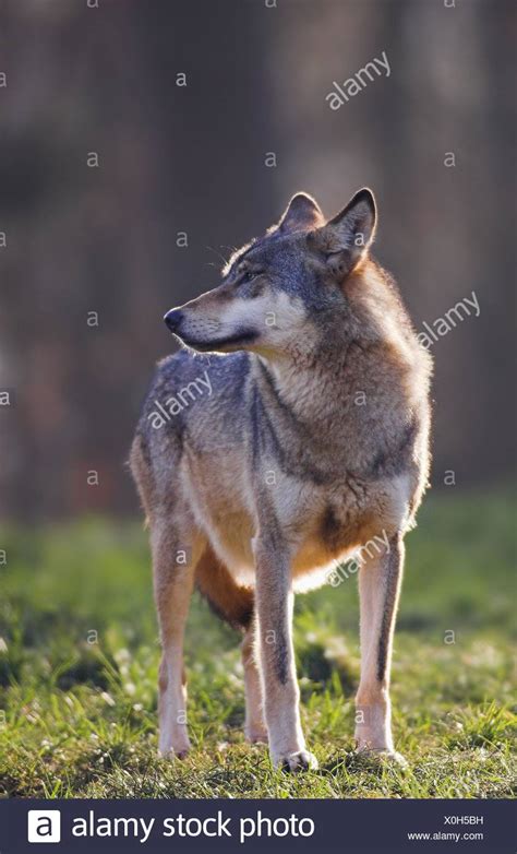 Canis Lycaon Stock Photos And Canis Lycaon Stock Images Alamy