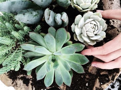 Check spelling or type a new query. reasons to buy a succulent right now on We Heart It