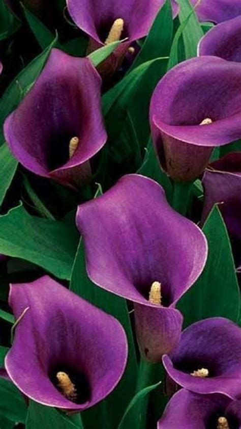Purple Flowers Flores Ex Ticas Calas Moradas Calas