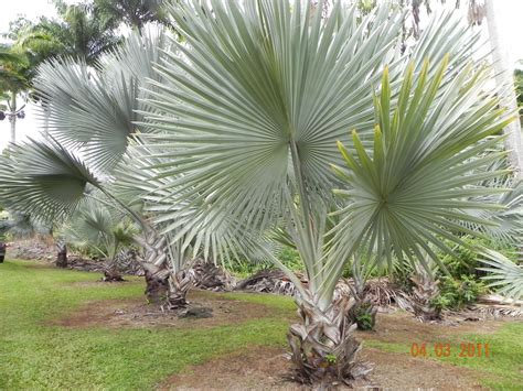 Texas 10 Seeds Bismark Palm Bismarckia Nobilis Very Silver Palms Free