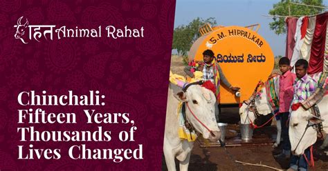 Chinchali Fifteen Years Thousands Of Lives Changed Animal Rahat