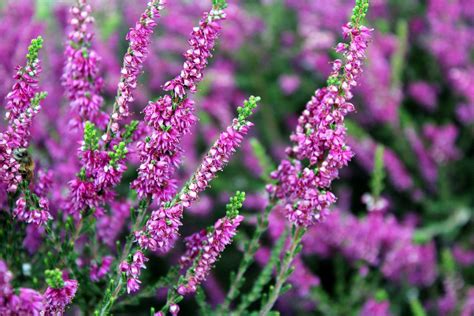 Image result for heather | Heather plant, Heather flower ...