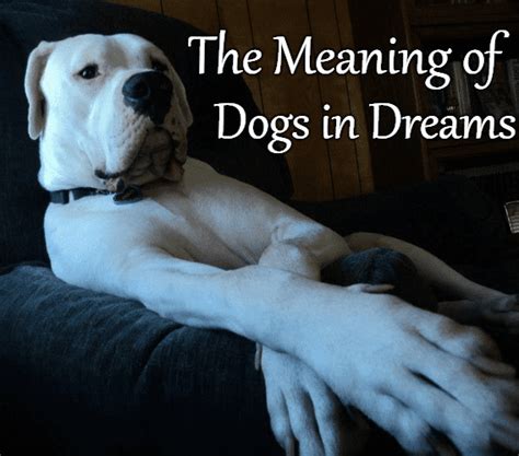 What Dreams About Dogs Mean And How To Interpret Them Exemplore