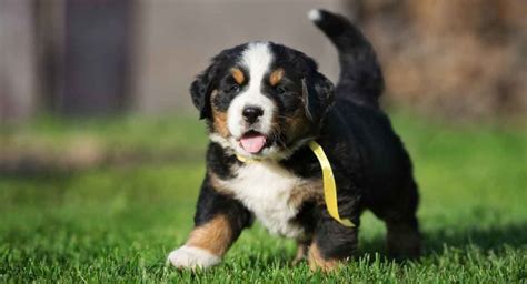 Bernese Mountain Dog Vs St Bernard Whats The Difference