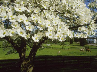 Please read our wiki for subreddit and submission guidelines, a photo guide, and resources. Blossoming Dogwood Tree and Grazing Horses, Virginia ...
