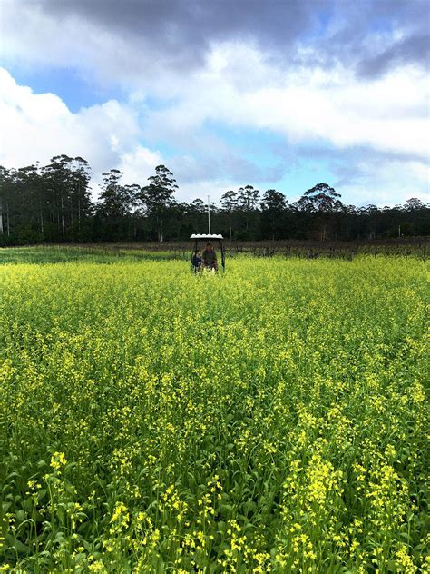 Bagos Must See Mustard Seed Maze — Bago