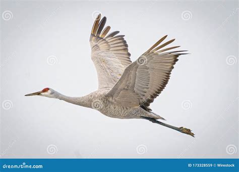 Beautiful Shot Of A Sandhill Crane Flying In The Bright Sky Stock Image