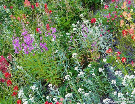 How To Create A Wildflower Meadow The National Wildlife Federation Blog