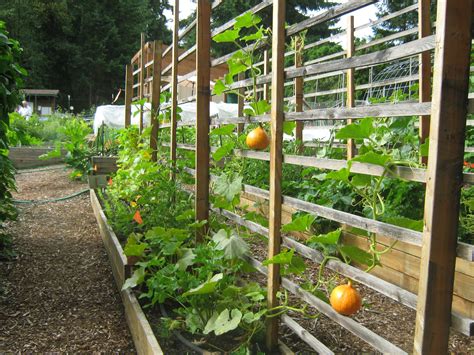 Here are 4 simple diy trellises you can make for your vegetable garden. 10+ Vegetable Garden Trellis Ideas | Backyard garden design, Verticle garden, Vertical vegetable ...