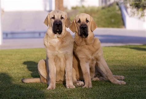 Spanish Mastiff Dog Breed Characteristics And Care