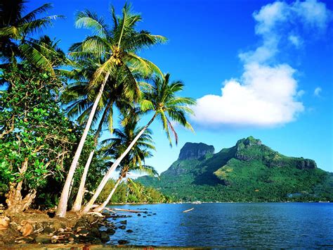 Find over 100+ of the best free coconut tree images. wallpapers: Coconut Tree Wallpapers