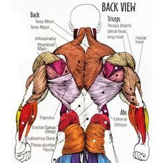 Back muscles are divided into two parts: major muscle groups anterior.JPG (380×750) | Muscle anatomy, Muscle body, Human body anatomy