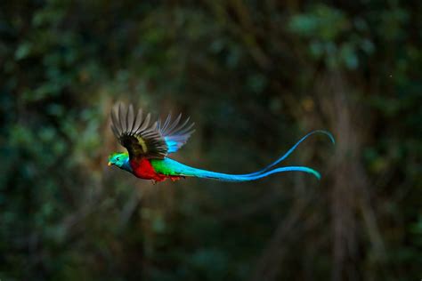 Quetzal Guatemalas National Bird Guatemala Holidays