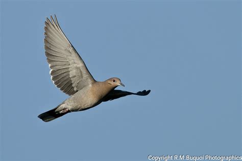 White Winged Dove In Flight Rmbuquoi Photographics