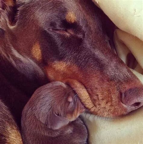 Doberman With Newborn Puppy