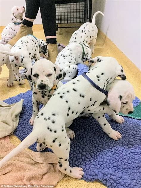 Dalmation Breaks Record For Largest Litter With 18 Puppies Daily Mail