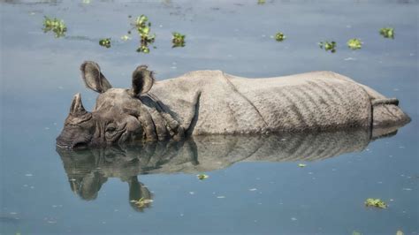 Protecting Greater One Horned Rhinos And Their Habitat In Assam India