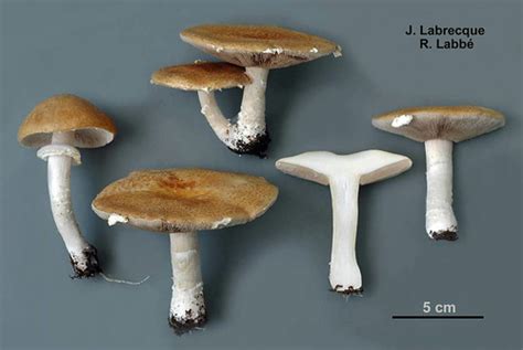 Stropharia Hardii Strophaire De Hard Labbé Roland Flickr