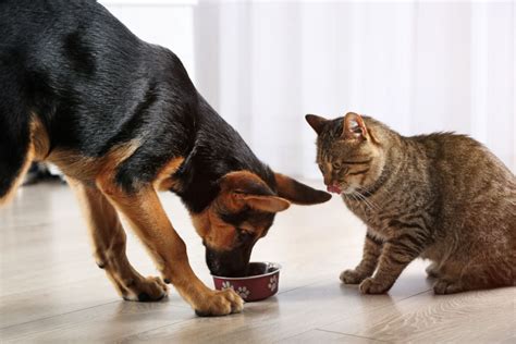 Can A Dog Eat Cat Food Were Checking What Are The Threats