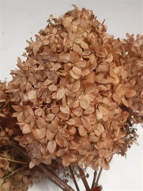 Dried Hydrangeas Flowers Brown Heads In Box Natural Dry Etsy