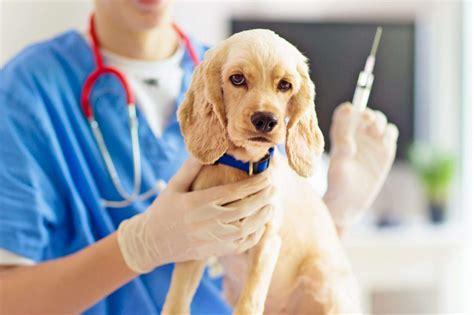 The Cost Of Dog Allergy Shots What To Expect 2024