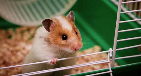 11 Best Hamster Cages Checklist 2023 Expert Review Atelier Yuwaciaojp