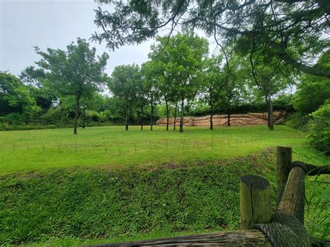 Nashville Zoo 5/22 - Masai giraffes - ZooChat