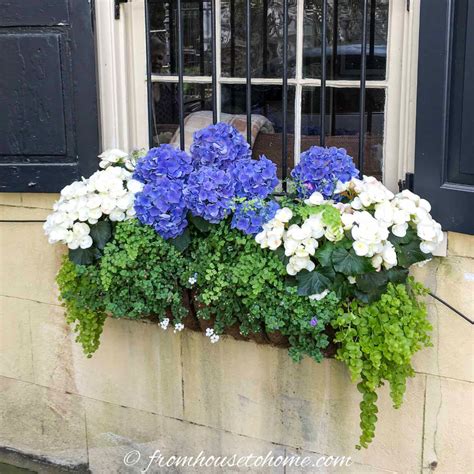 Window Box Flower Combinations Flower Box Ideas Inspired By Charleston