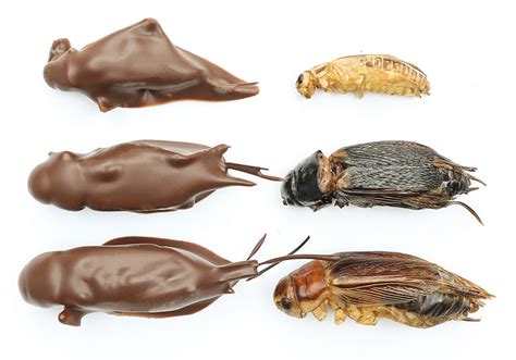 Chocolate Covered Cricket Mix