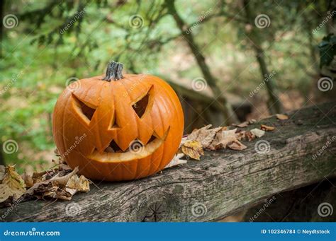 Halloween Pumpkin In The Autumnal Forest Stock Photo Image Of Orange