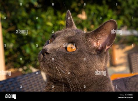 Closeup Of A Gray Cat Breed Chartreux Stock Photo Alamy