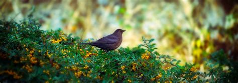 Haie Pour Les Oiseaux Quels Arbustes Choisir Nos Conseils