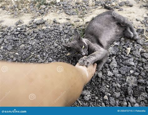Cat Biting A Hand Stock Image Image Of Angry Hand 255473715