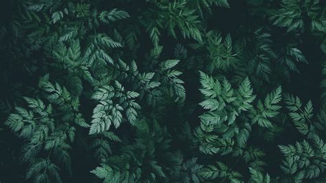 Laptop Backgrounds Aesthetic Green Green Abstract Tropical Wallpaper