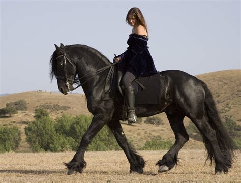 Woman Riding Black Friesian Stallion Trotting Ojai California Usa