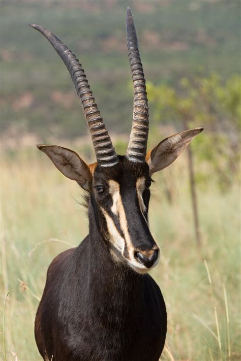 Photograph Of A Sable Antelope With Long Horns · Free Stock Photo