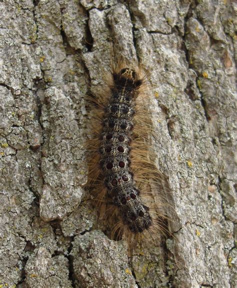 Filegypsy Moth Caterpillar Top View