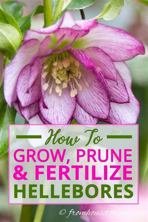 Hellebore Care And Planting Guide How To Grow Lenten Rose Gardening