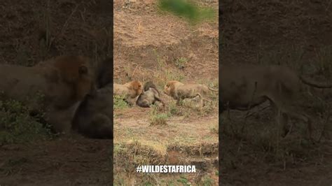 Incredible Lion Battle At Kruger National Park Wildlife Shorts Youtube