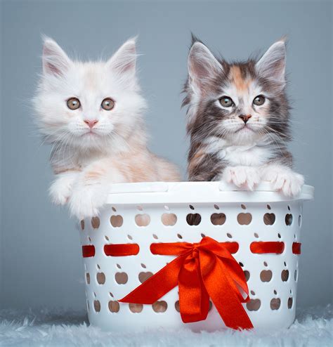 Your veterinarian will be able to spot problems, and will work with. Check Out Our Beautiful Gallery Of Pictures Of Maine Coon Cats