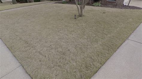 Roundup weed & grass killer super concentrate is the best value for really widespread weed problems. Winter Fertilizer Zoysia Grass | Cromalinsupport