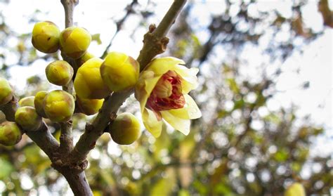 Questa pianta, originaria delle regioni mediterranee, è alta tra i 30 e i 60 cm, ha foglie color cenere e produce piccoli fiori delle tonalità del viola che questa. 10 piante resistenti al freddo che fioriscono in inverno
