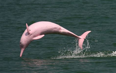 Pin By Anna Byers On Pink Dolphins River Dolphin Dolphin Facts Pink