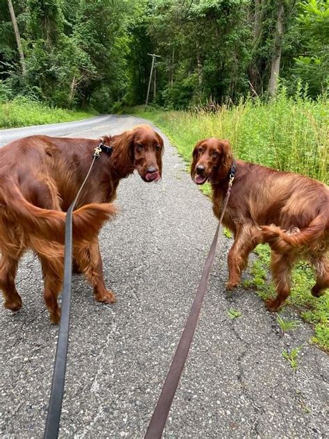 Irish Setter Rescue Flickr