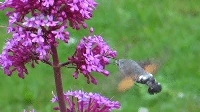 The flower is pollinated and the bee gains nectar. Tales from an English Coffee Drinker