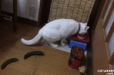 Cucumbers Gif Find Share On Giphy