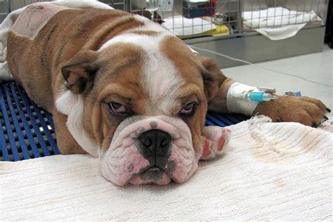 See more ideas about bulldog rescue, pacific northwest and dogs. BHNW - Bulldog Haven NW - English & French Bulldog Rescue