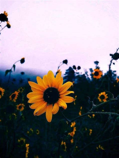 Sunflower Aesthetic Wallpaper