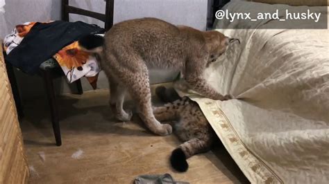 Very Troublesome Lynx Приставучая Булочка Youtube