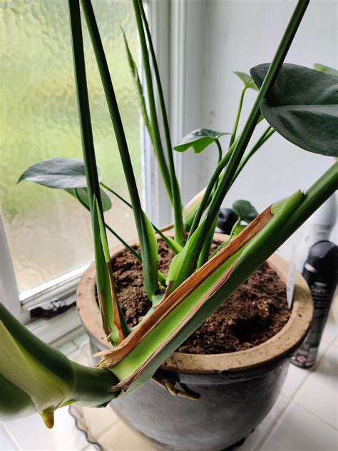 Why Is My Monstera Stem Brown And Dry Rmonstera